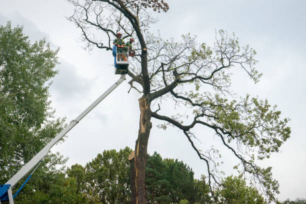 Best Fruit Tree Pruning  in Hartley, CA