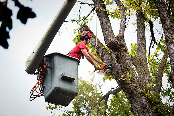 Best Utility Line Clearance  in Hartley, CA